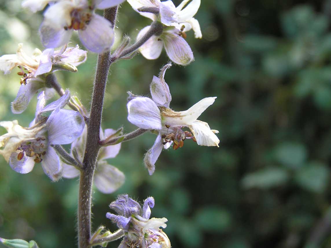 sulle sponde del torrente... Delphinium pictum